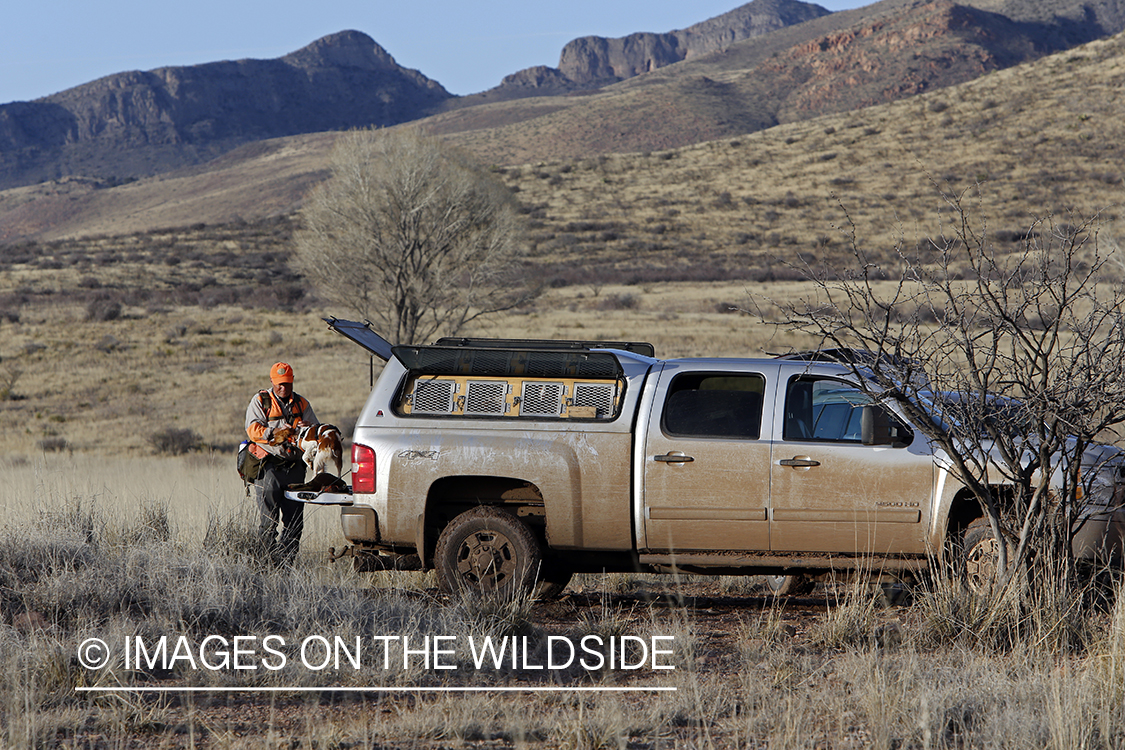 Mearns quail hunting with Brittany Spaniel.