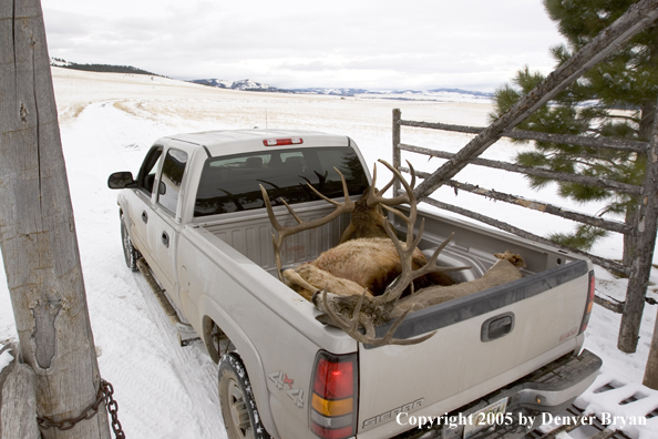 Field dressed bull elk and mule deer in back of truck.