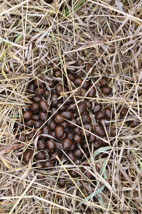 Moose droppings,