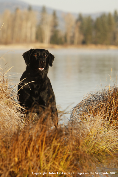 Black Labrador Retriever in field