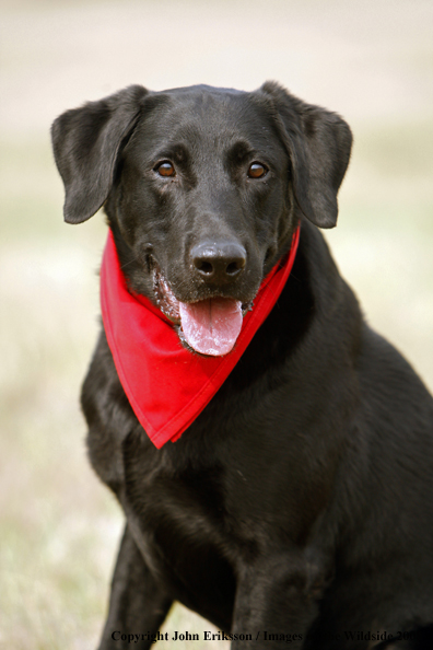 Black Labrador Retriever in field