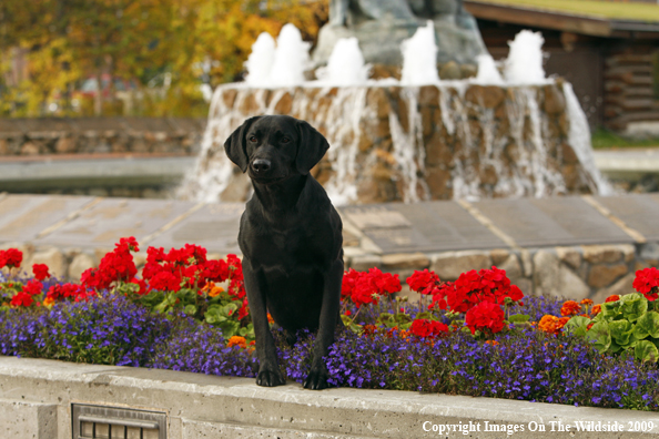 Black Labrador Retriever