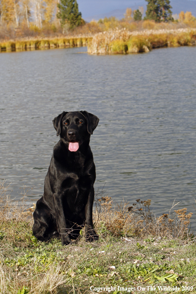 Black Labrador Retriever