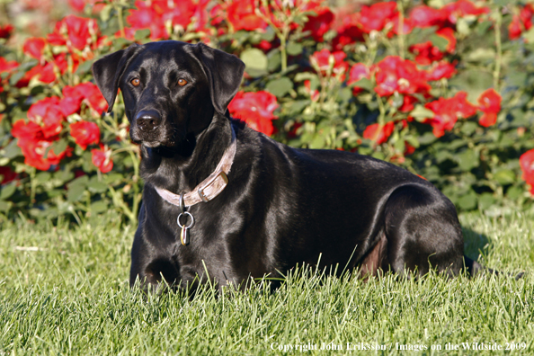 Black Labrador Retriever in yard