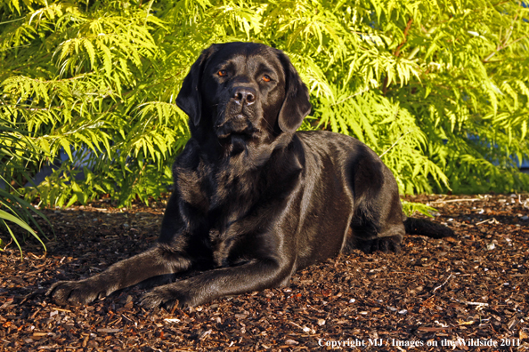 Black Labrador Retriever.