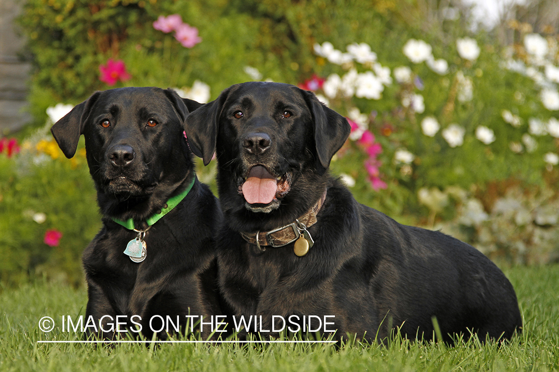 Black Labrador Retrievers