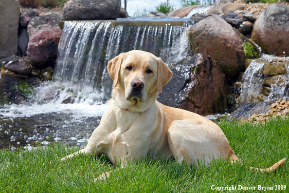 Yellow Labrador Retriever in yard by waterfall