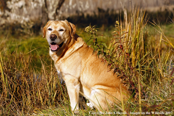 Yellow Labrador Retriever in field