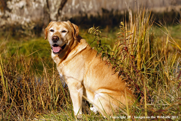 Yellow Labrador Retriever in field