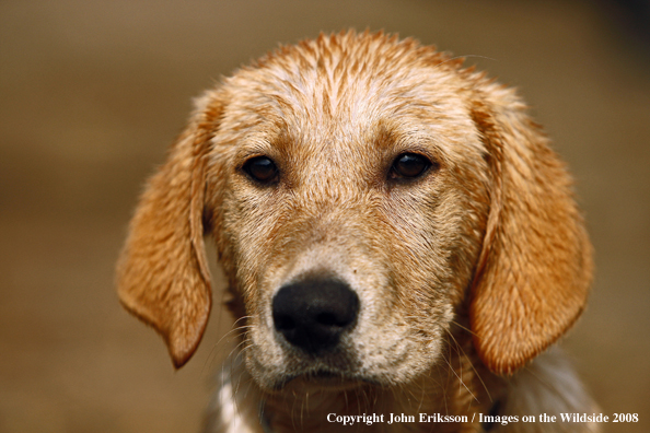 Yellow Labrador Retriever in field