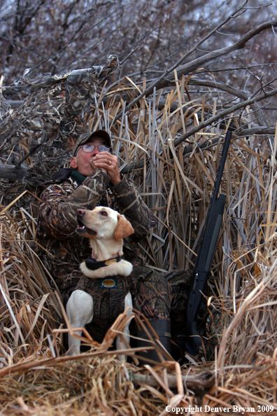 Yellow Labrador Retriever with Hunter