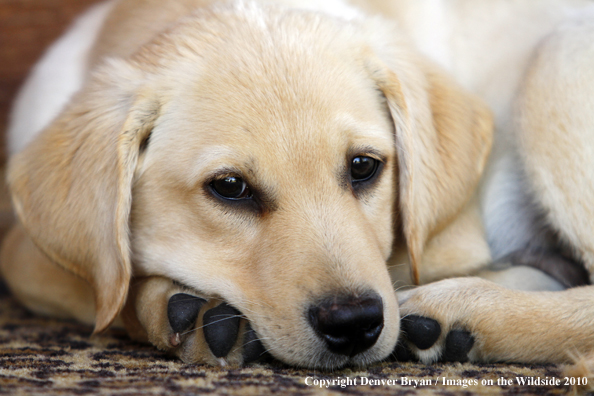 Yellow Labrador Retriever Puppy on bed