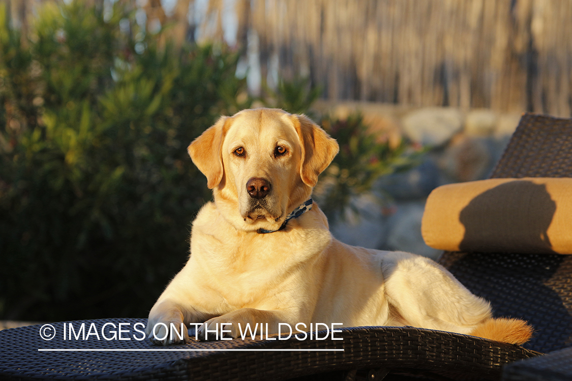 Yellow lab on lounge chair.