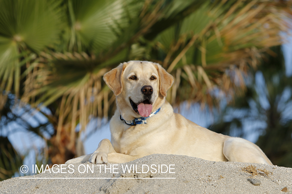 Yellow lab laying in sand.