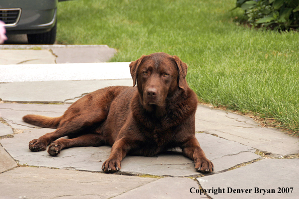 Chocolate Labrador Retriever