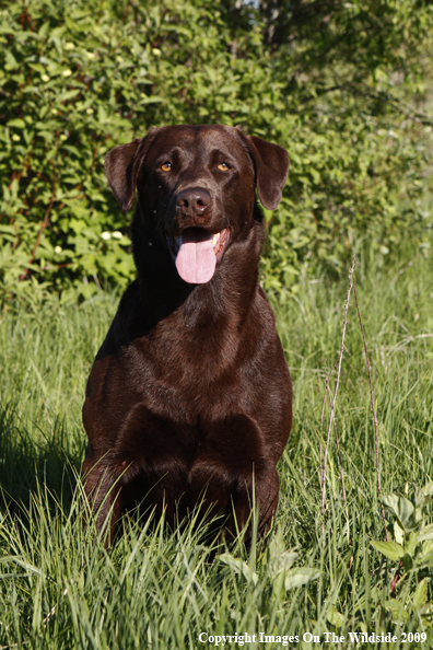 Chocolate Labrador Retriever in field