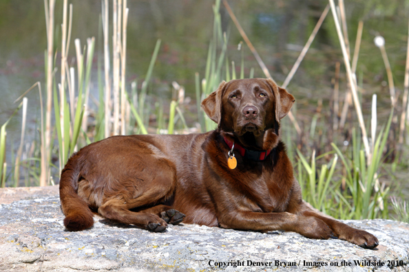 Chocolate Labrador Retriever