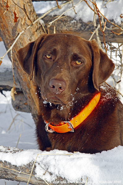 Chocolate Labrador Retriever