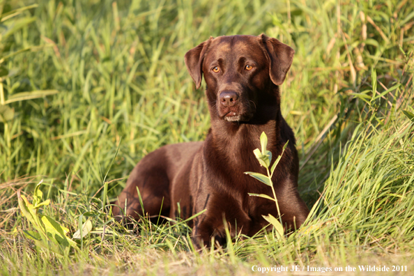 Chocolate Labrador Retriever.