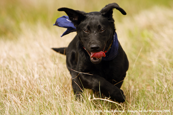 Black Labrador Retriever pup