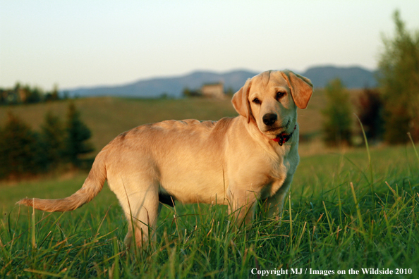 Yellow Labrador Retriever puppy