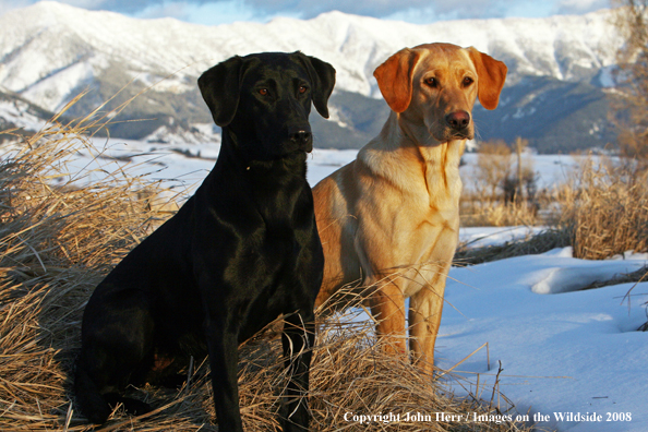 Multi-colored labrador retrievers