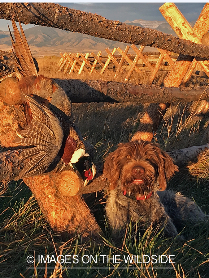 Wirehaired pointing griffon with pheasant.