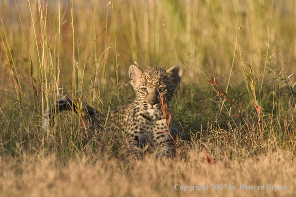 Leopard cub in habitat. Africa