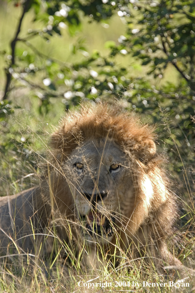 Male African lion in the bush.