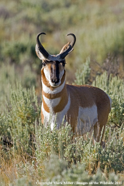 American Pronghorn Antelope buck in habitat.