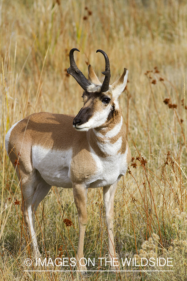 Pronghorn antelope buck in habitat.