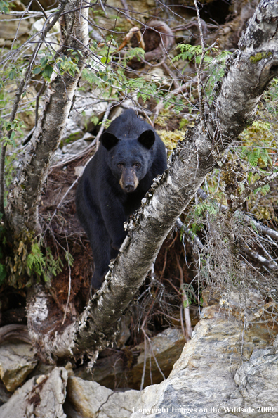 Black Bear in tree