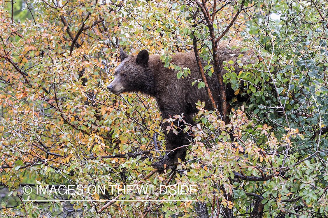 Black bear scavenging for berries. (brown-phase)