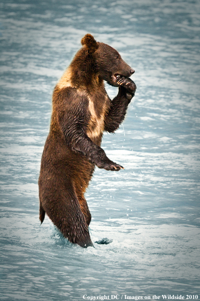 Brown bear in water. 