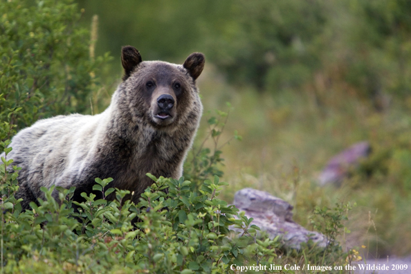 Grizzly bear in habitat