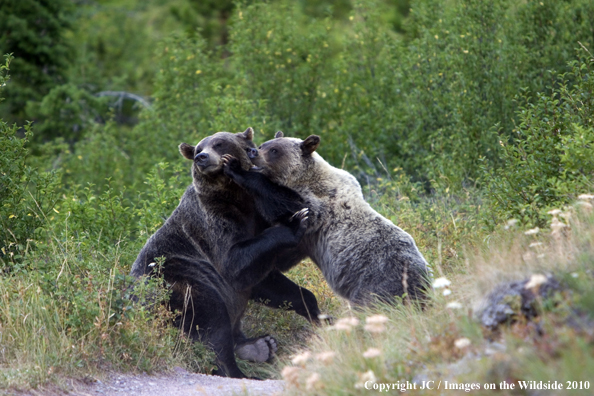 Grizzly bears in habitat. 