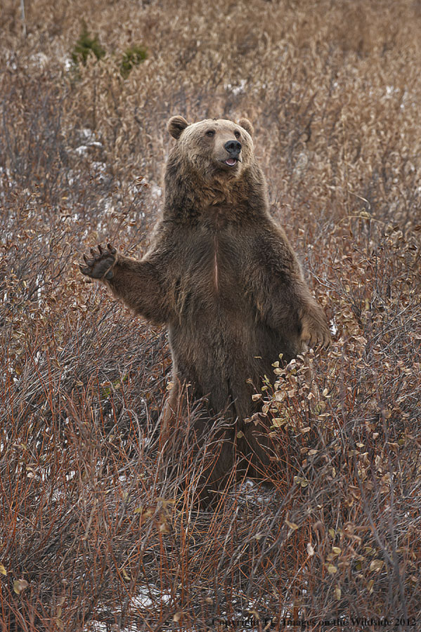 Grizzly Bear in standing.