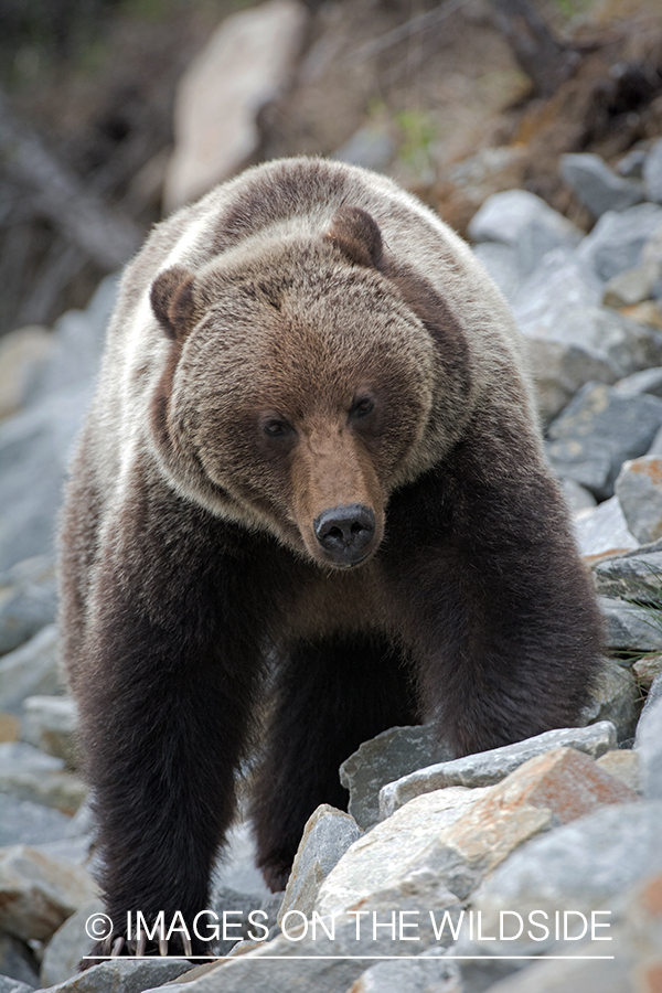 Grizzly bear in habitat.