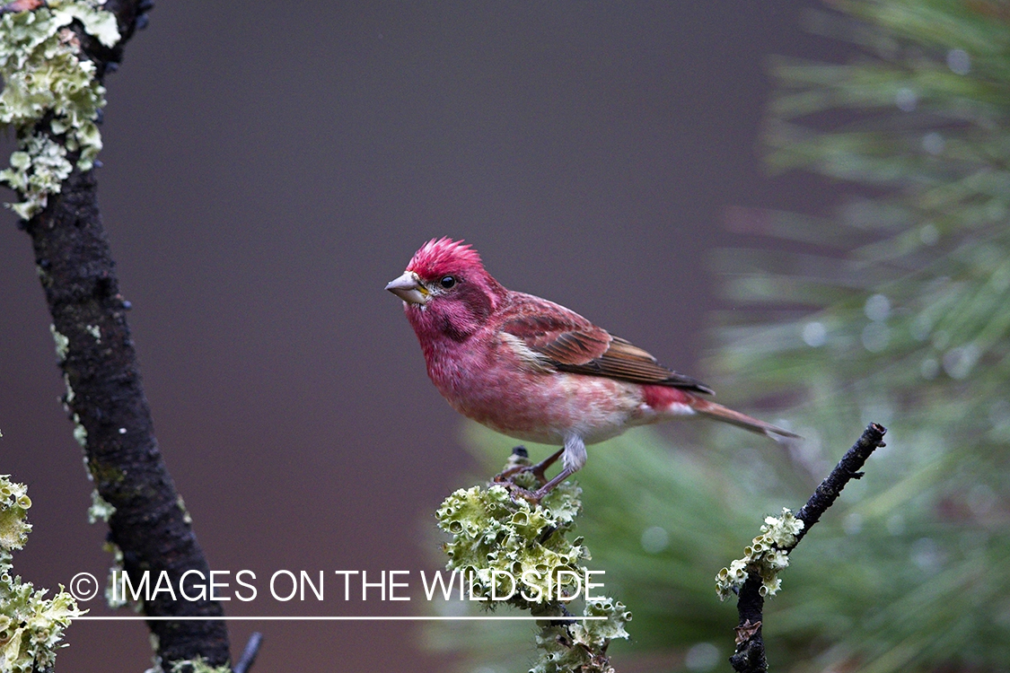 Purple finch in habitat.