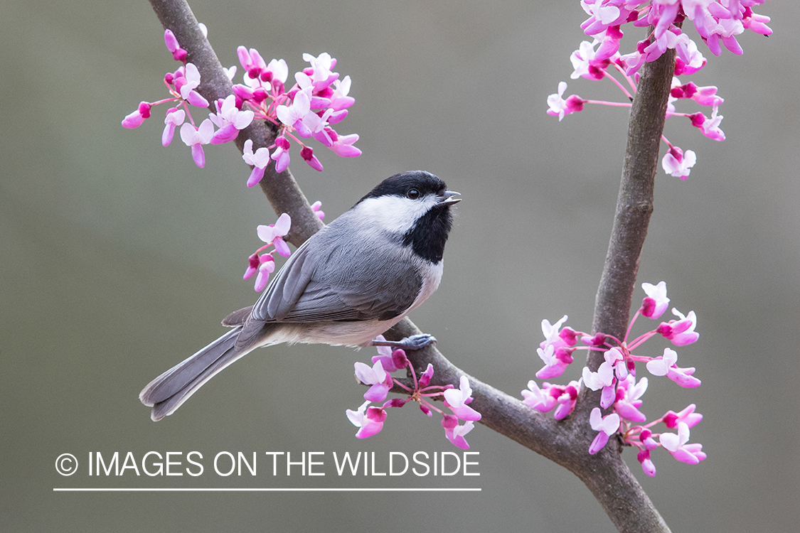 Carolina Chickadee on branch.