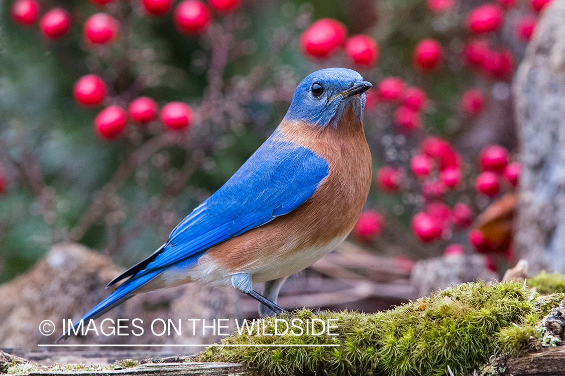 Eastern bluebird on moss.