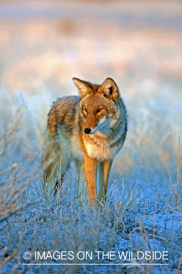 Coyote in habitat.