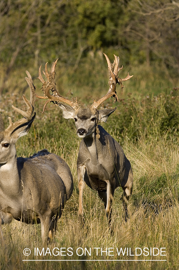 Mule deer in habitat.