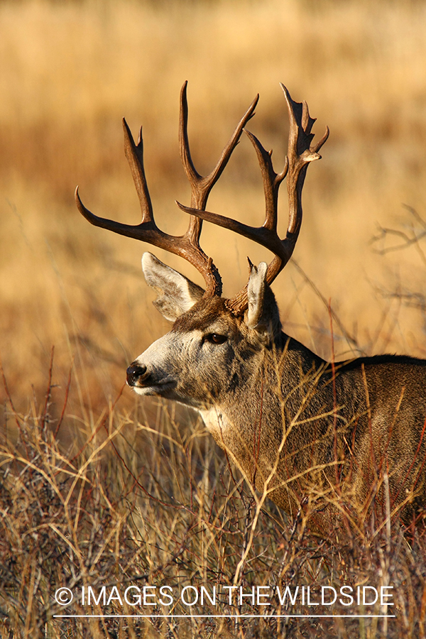 Mule deer buck in habitat. 