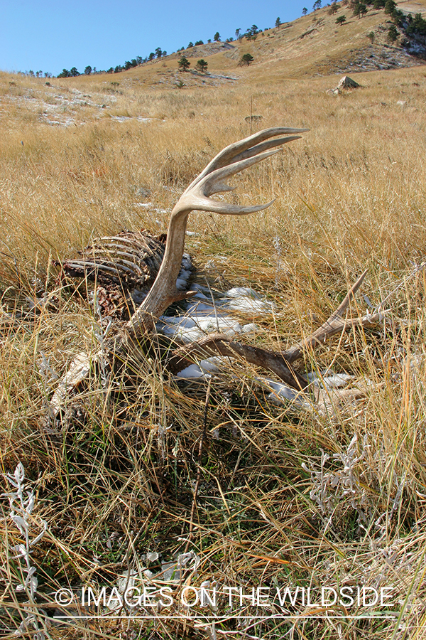 Mule deer carcass. 