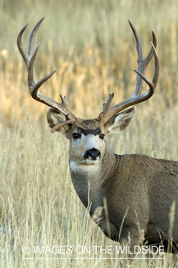 Mule deer buck in habitat. 