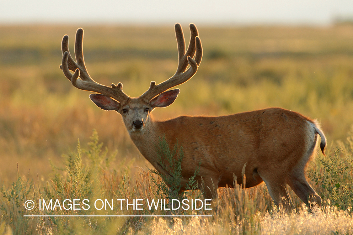 Mule deer buck in habitat.