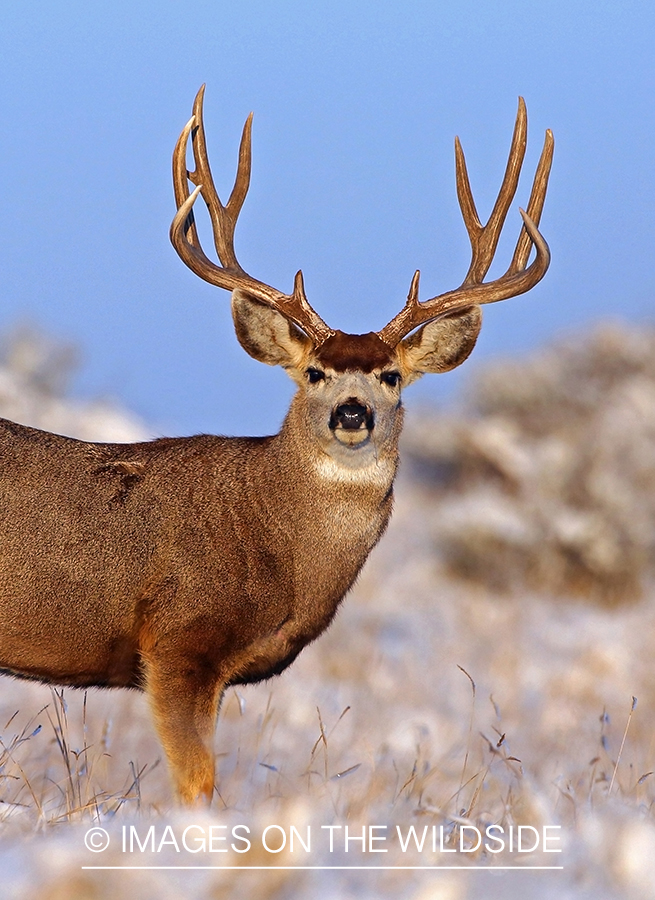 Mule deer buck in snow.