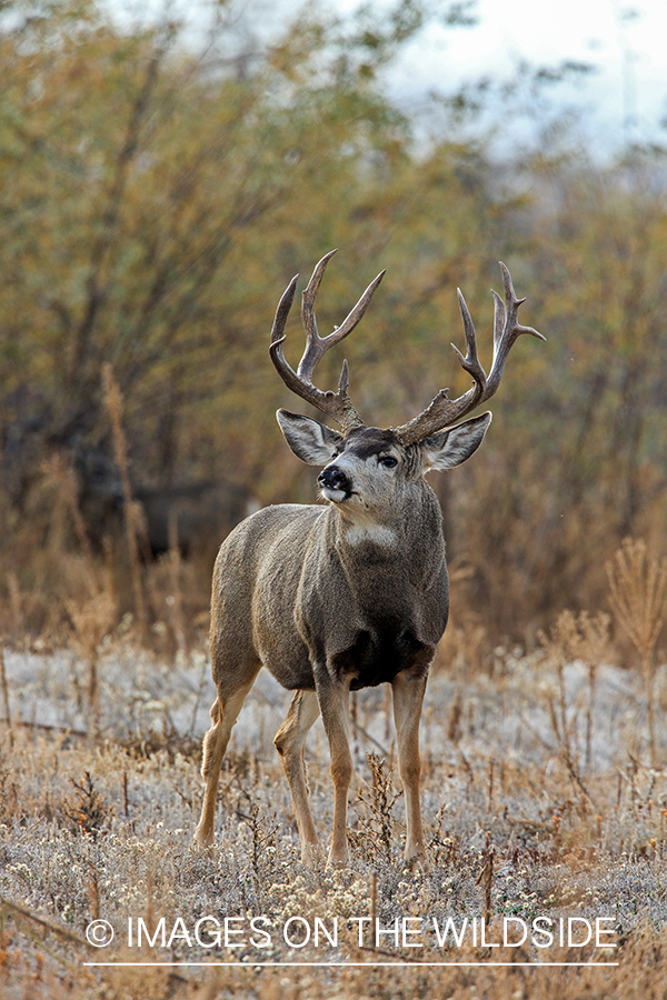 White-tailed buck in field in late fall.