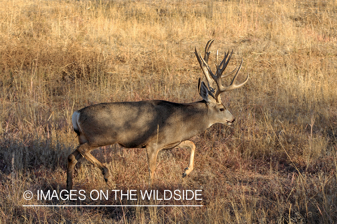 Mule deer buck in rut.